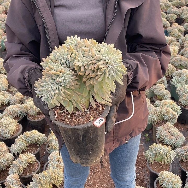 336 淡雪缀 一物一拍多肉