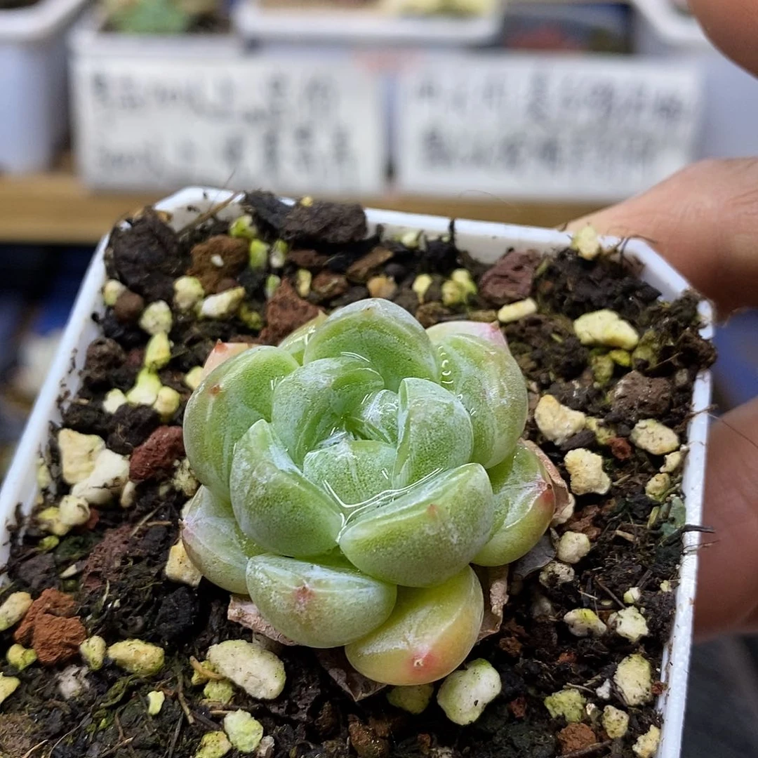 10177 杂交暗纹多肉