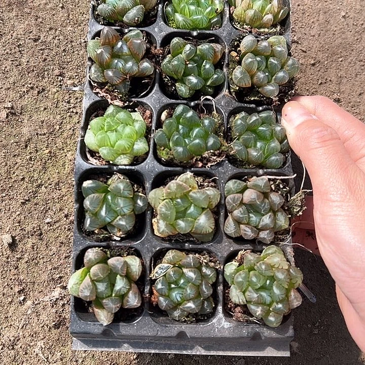 105孔玉露15颗带穴盘随机量拍