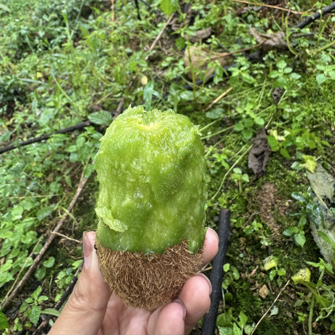 贵州贵长正宗绿心猕猴桃新鲜应季水果香甜多汁奇异果