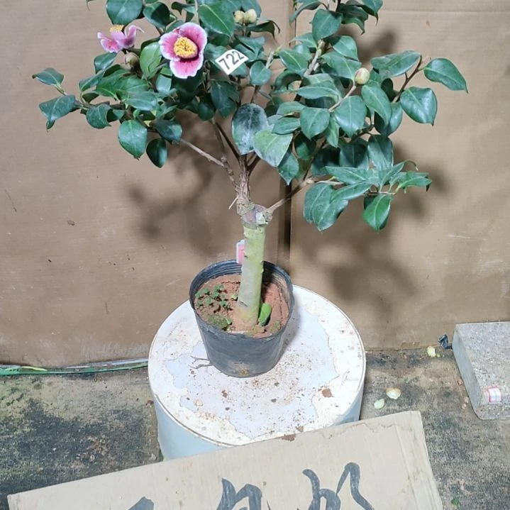 722隐肌，原盆原土发货，不包邮