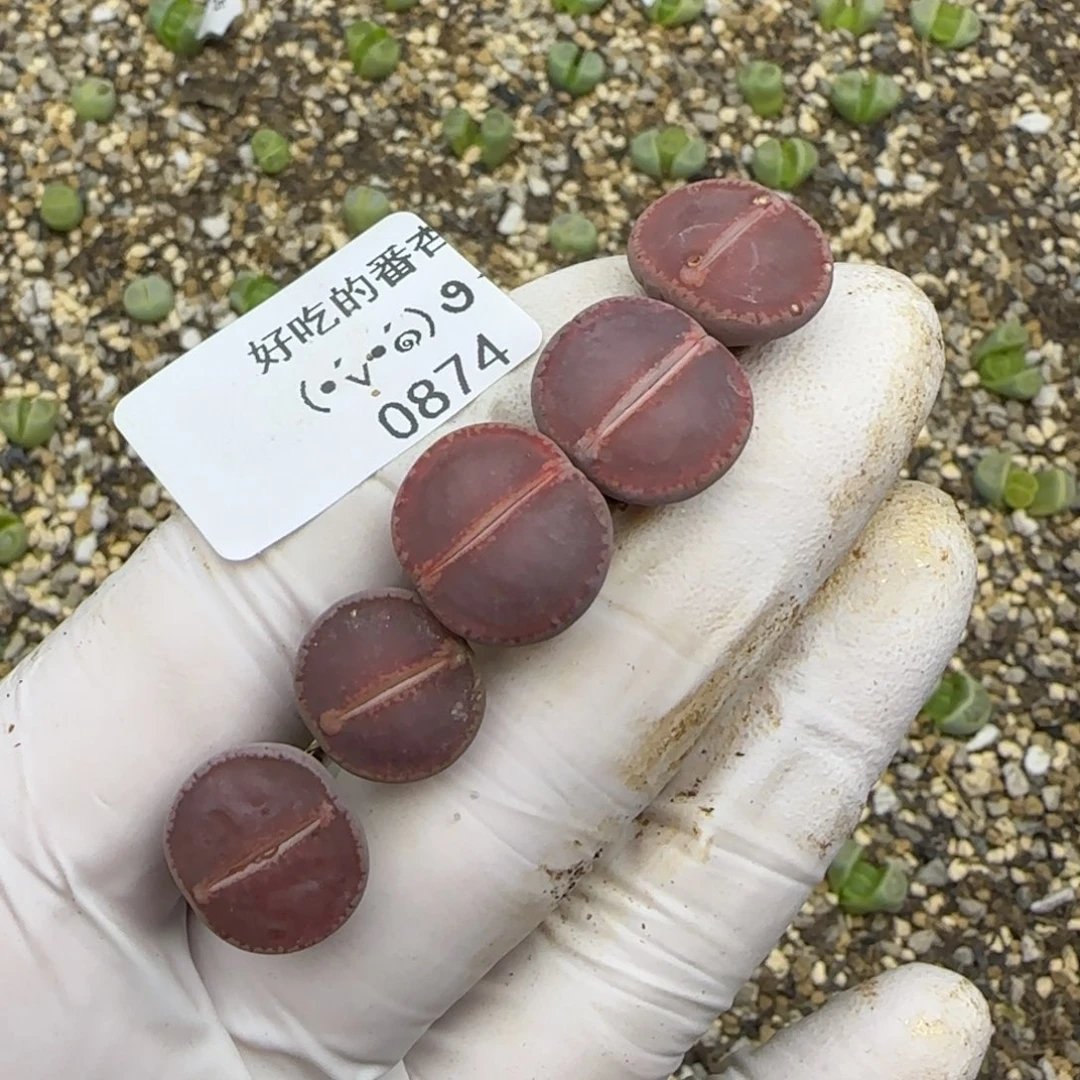 0874。默认脱土。18包邮。偏远88包邮