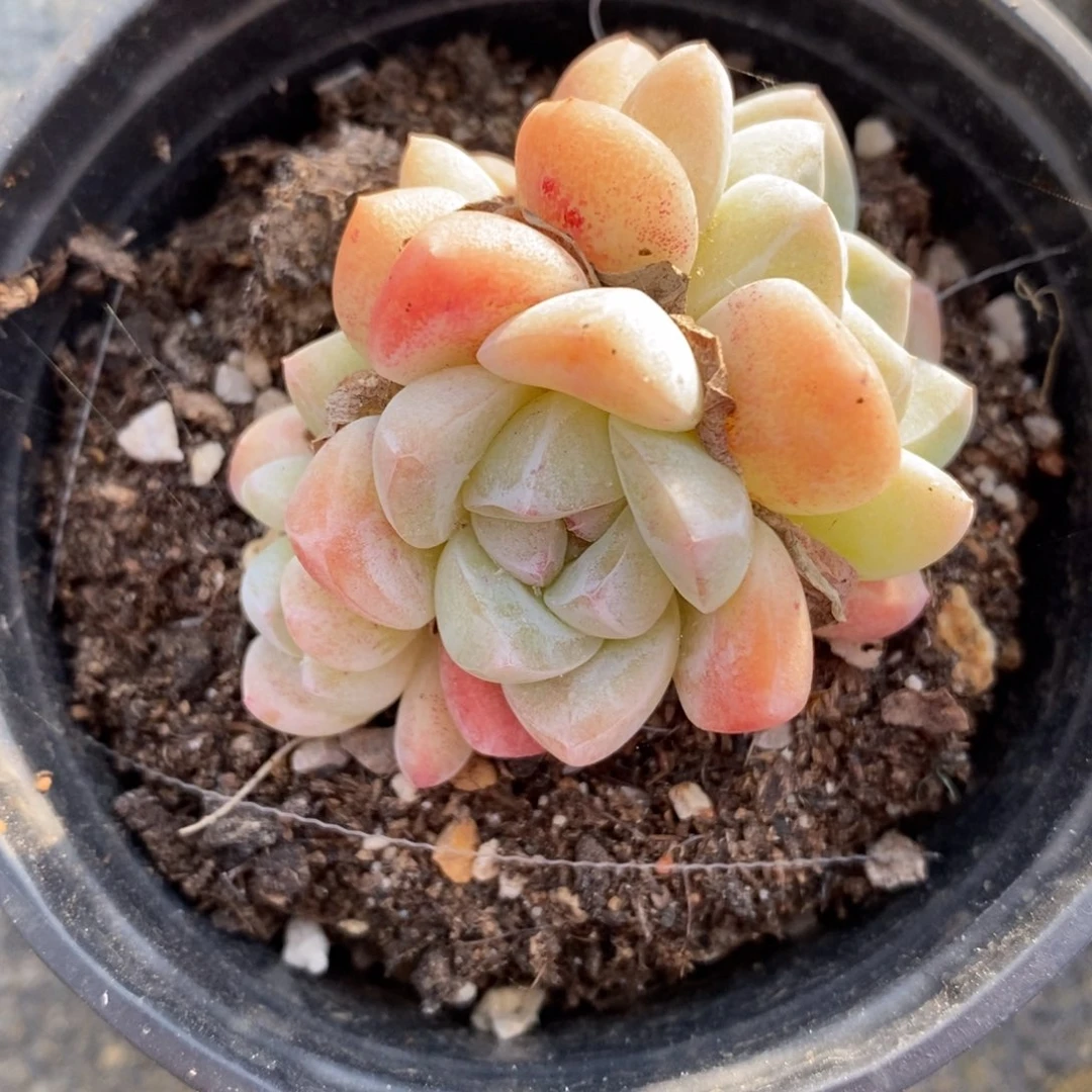 自助下单一物一拍多肉，下滑更多品种选择