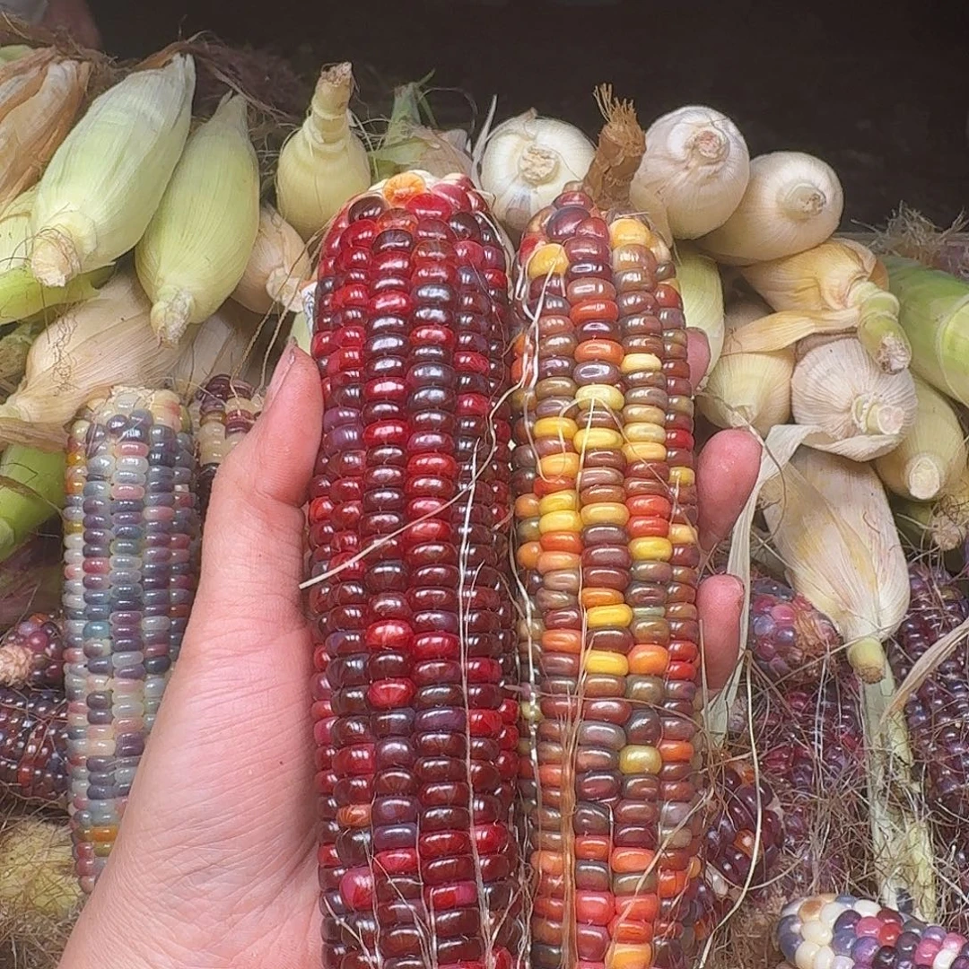 玖***.大叶紫檀（黑酸枝木类）