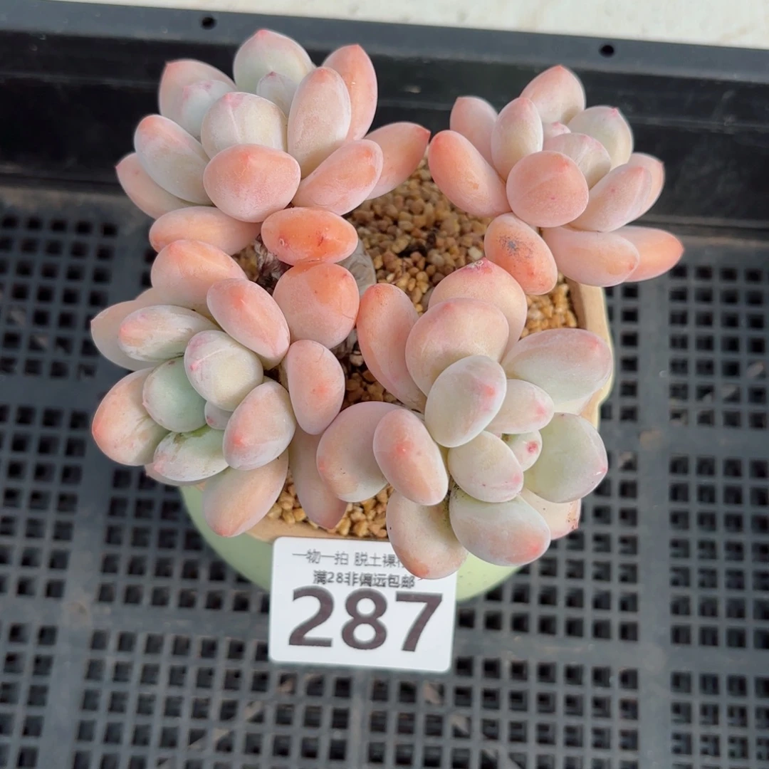 香水老桩无盆土发货