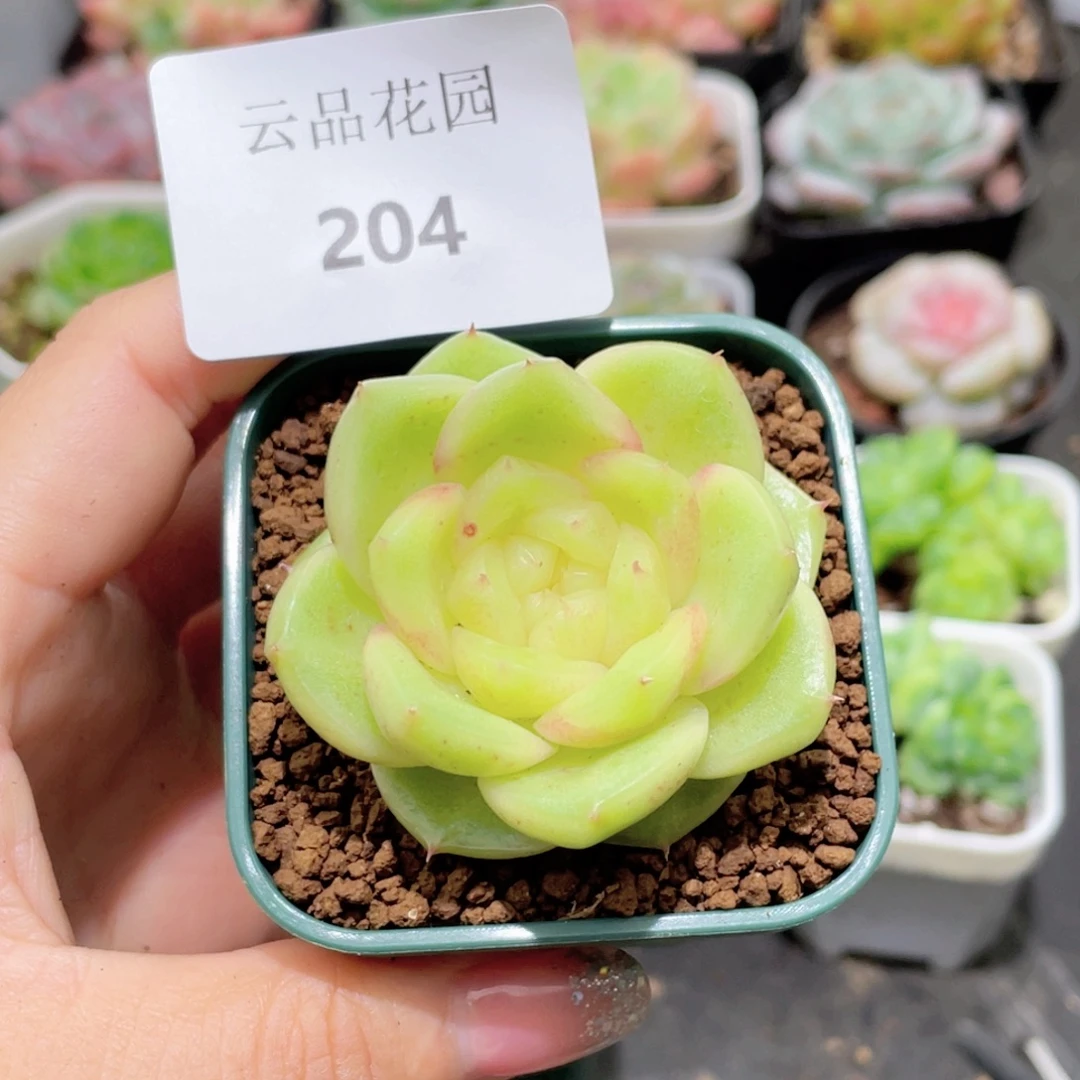 是***6204号糖心冰心珍妮 抹茶芭菲