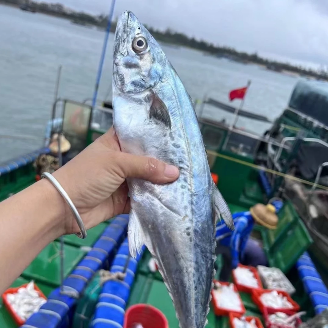 汕尾本港马鲛鱼白腹马鲛扁鲛