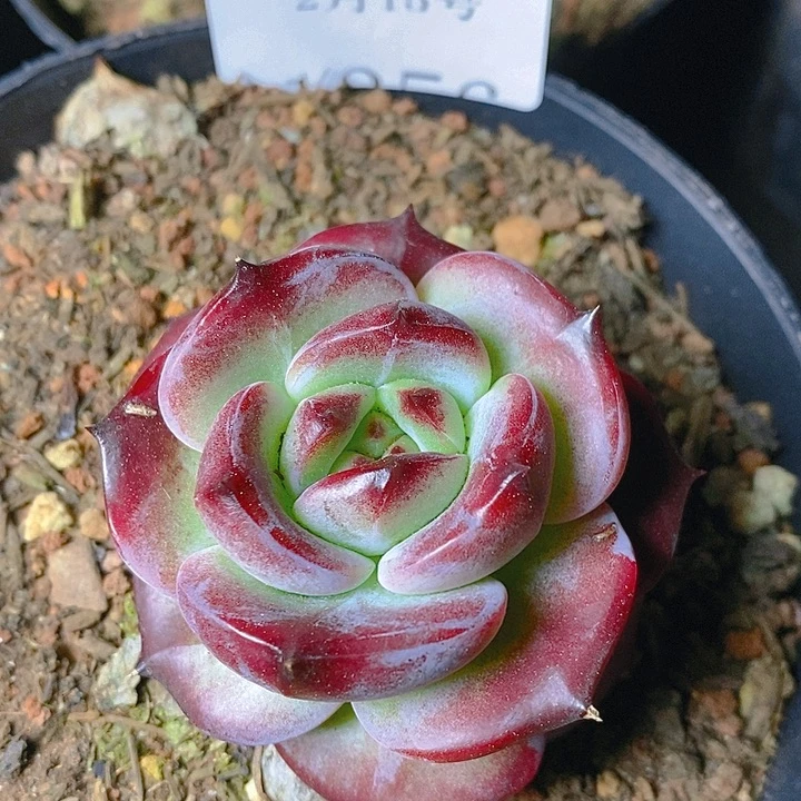 【闪购商品】云1355