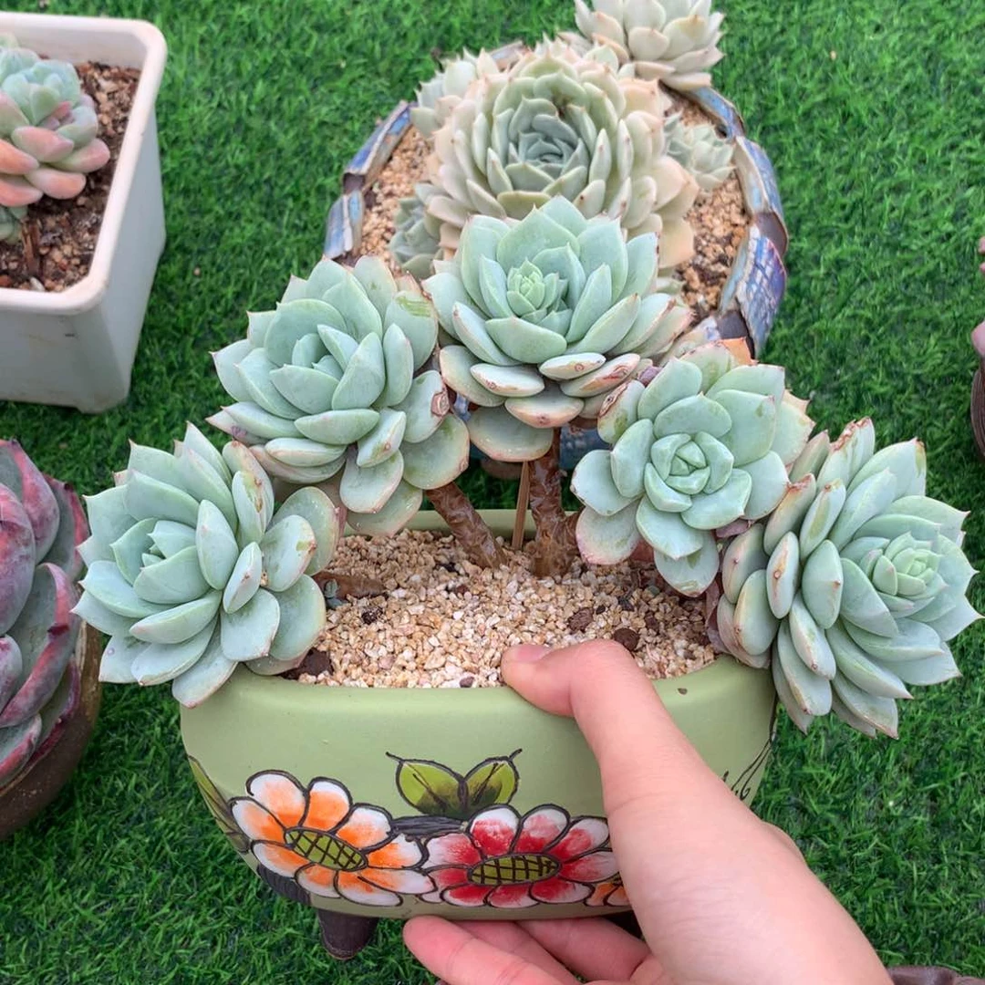 多肉植物，一物一拍