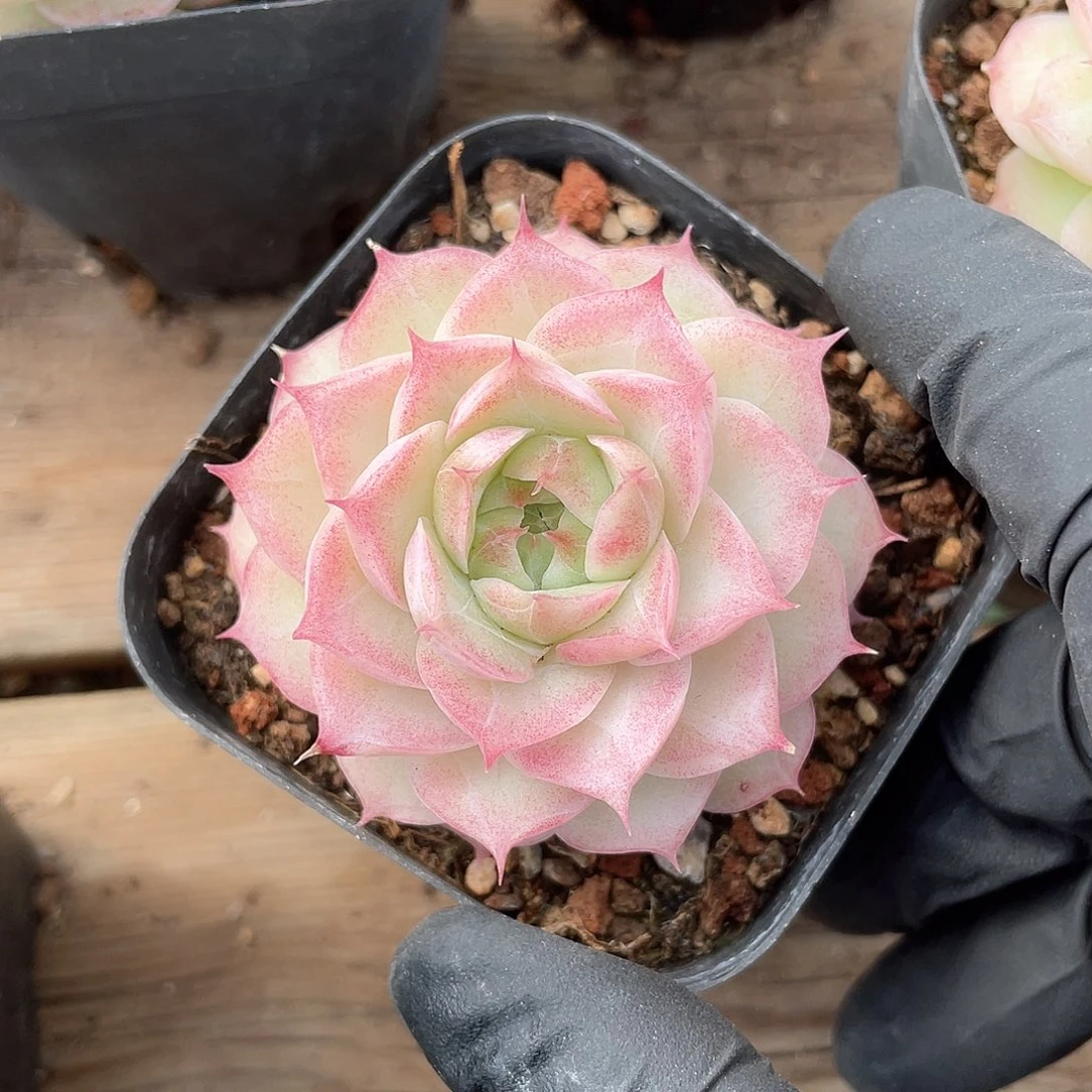 文***儿优选女王福利907