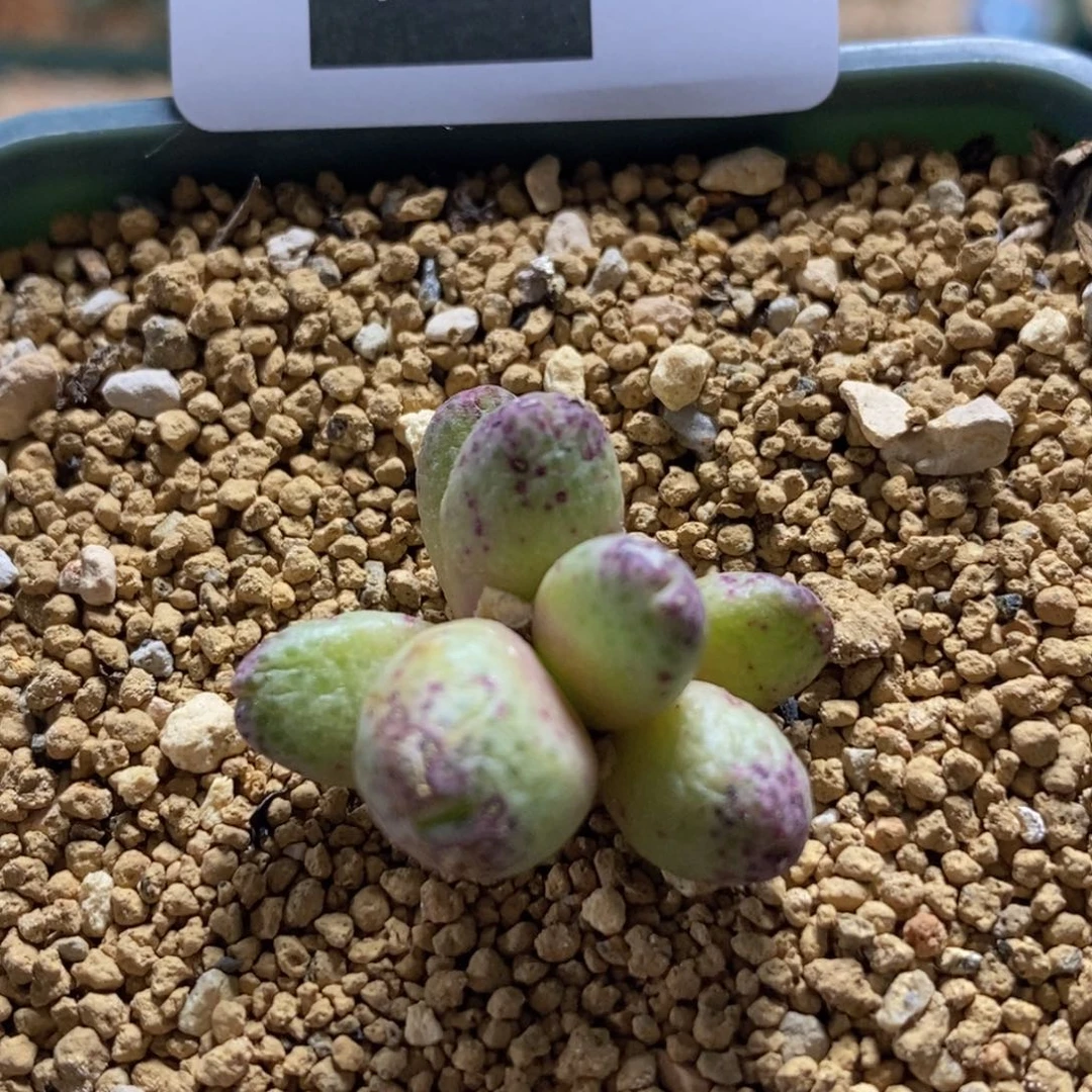 嫣*2-1031好看好看好看