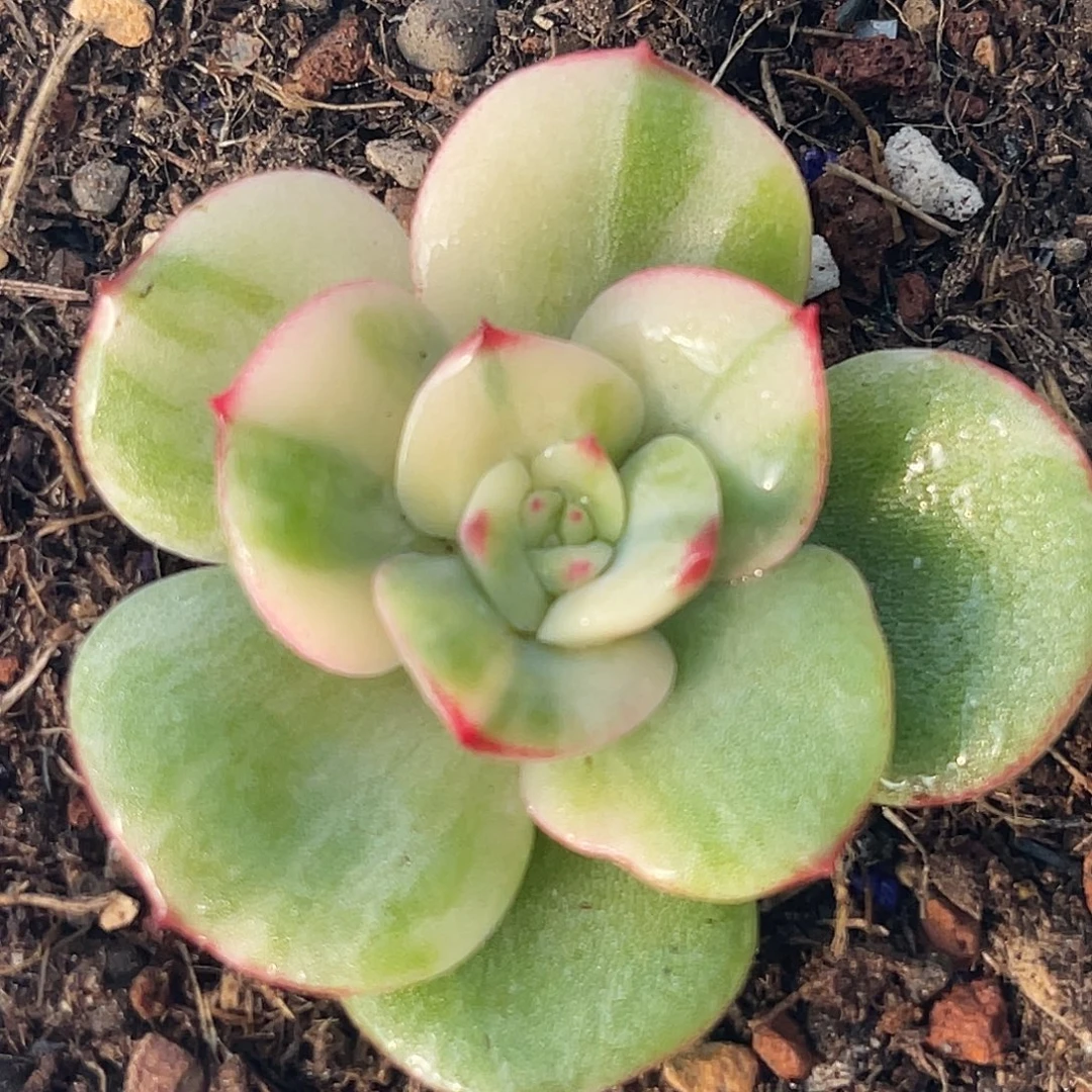 尚品园艺福利锦头盖8367