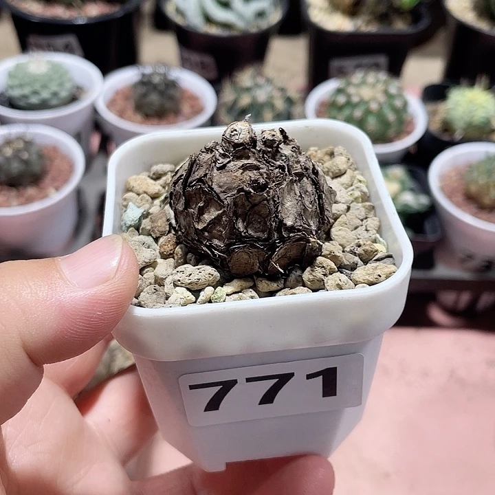 路***景771泰国一叶龟块根