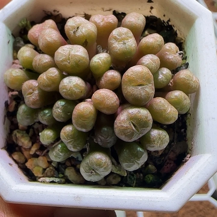 开播福利来啦。  606