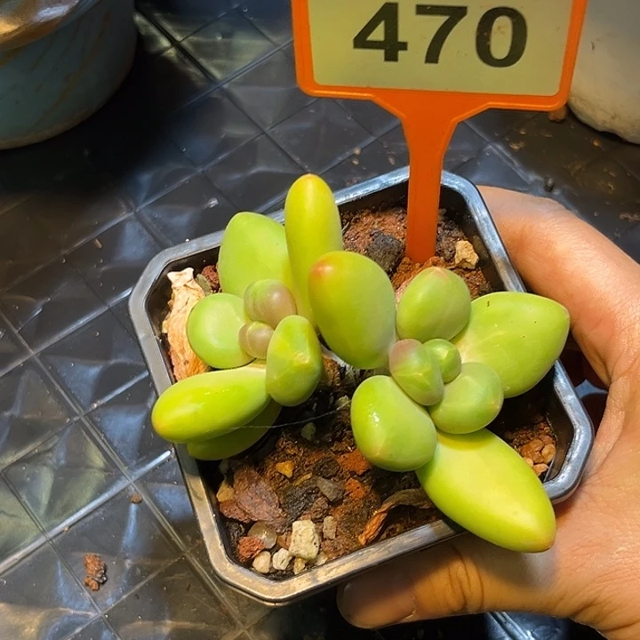 柠***夏多肉植物芒果奶470