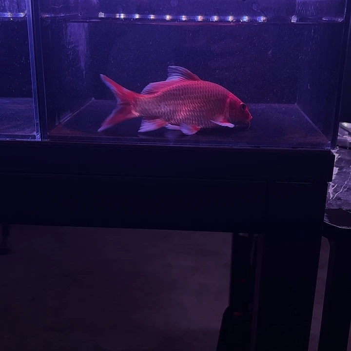 蝴蝶鲤3号蝴蝶鲤 小缸