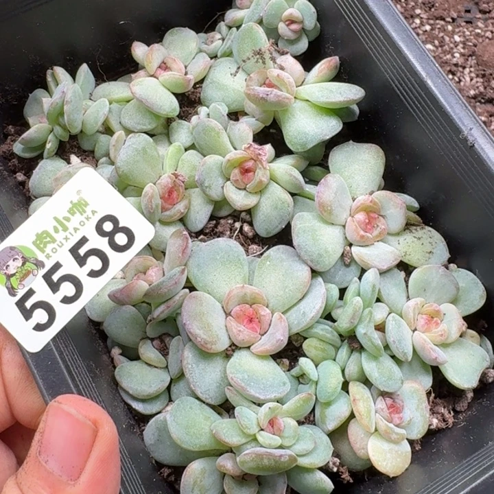 彩****多肉植物多肉植物