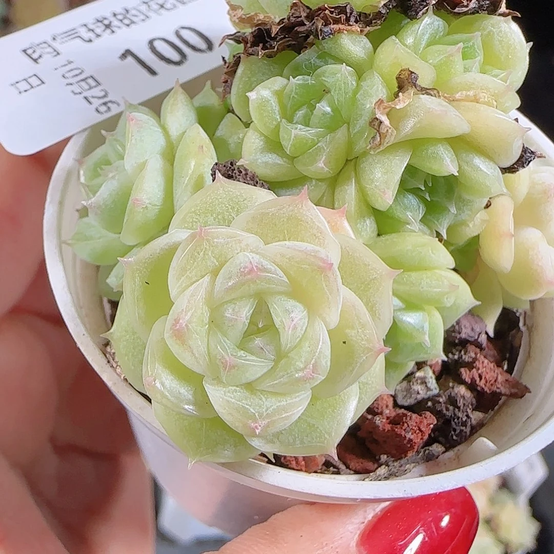 1026-100麦秆优选不包整