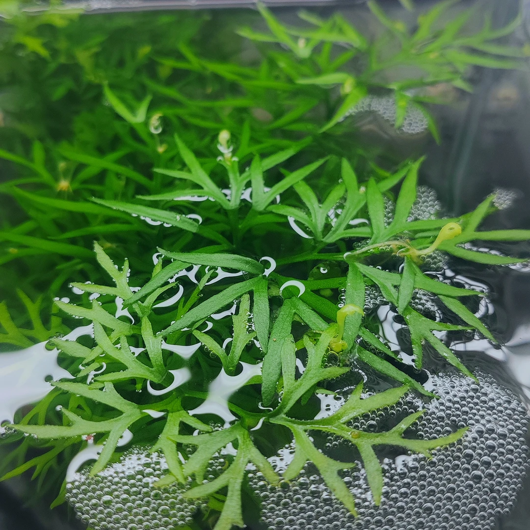 适合新手的耐活鱼缸水草植物增氧净水造景必备雷龙缸水草超好养