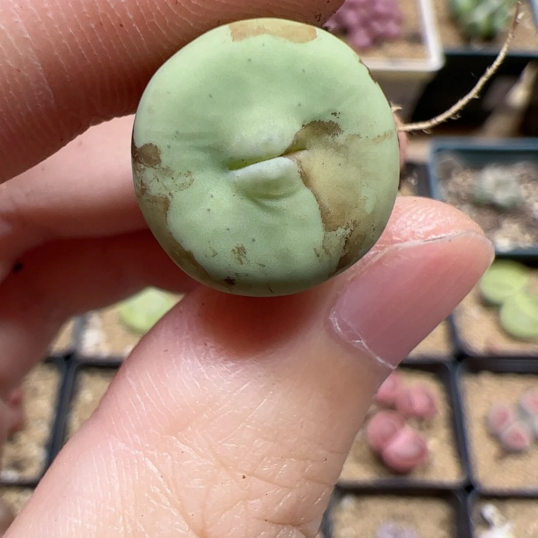 【闪购商品】28 腿长