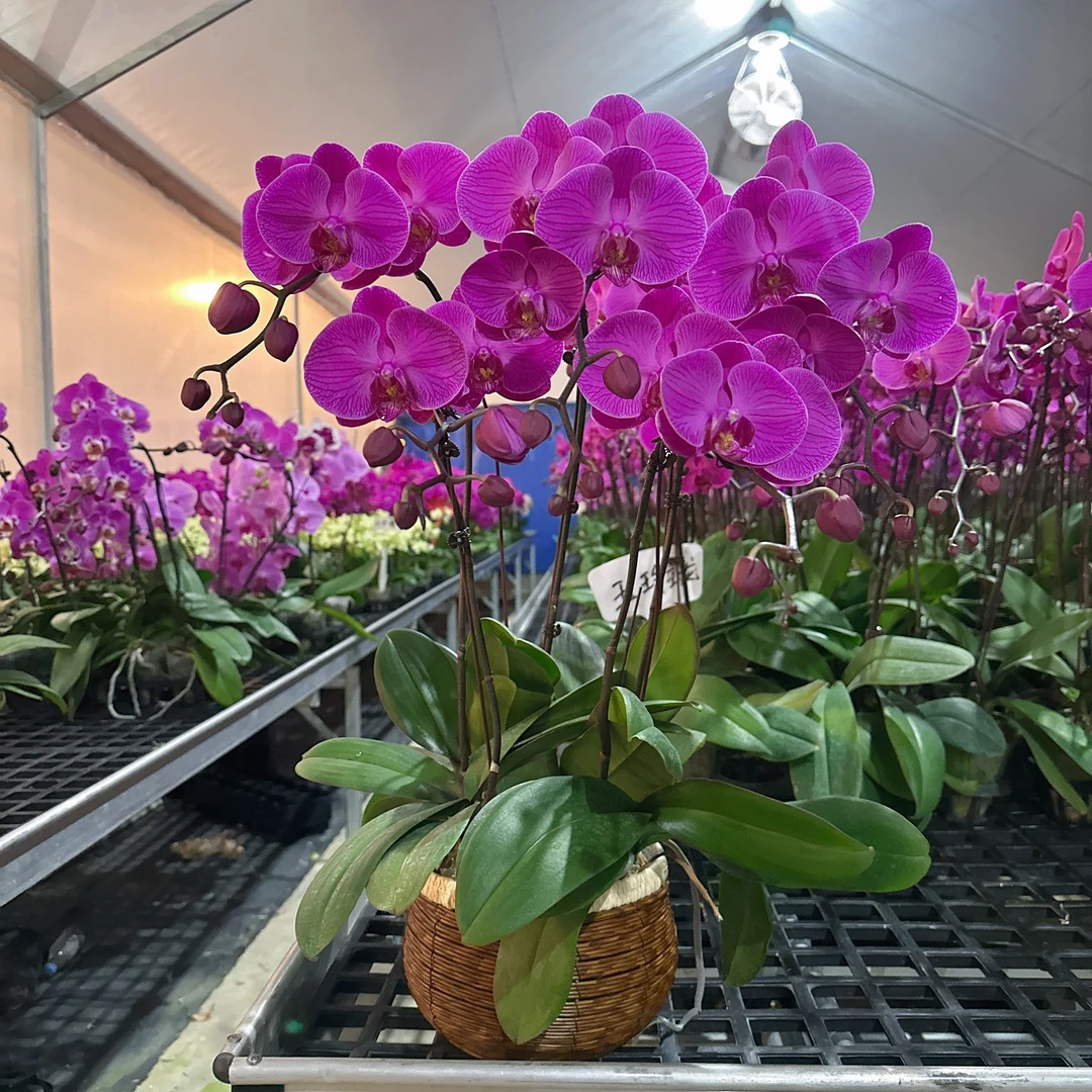 蝴蝶兰《玉玲珑》专属链接 好养耐养美观 广西南宁基地直发