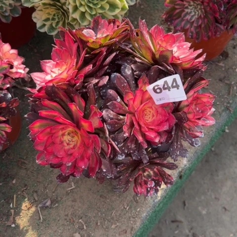 644烟花朵朵多肉，