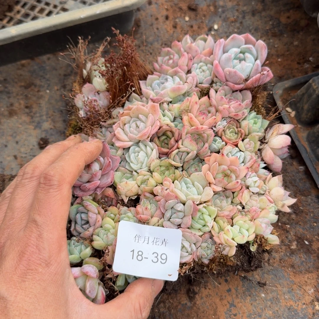 18-39糖心切糕一份量拍侧门右二