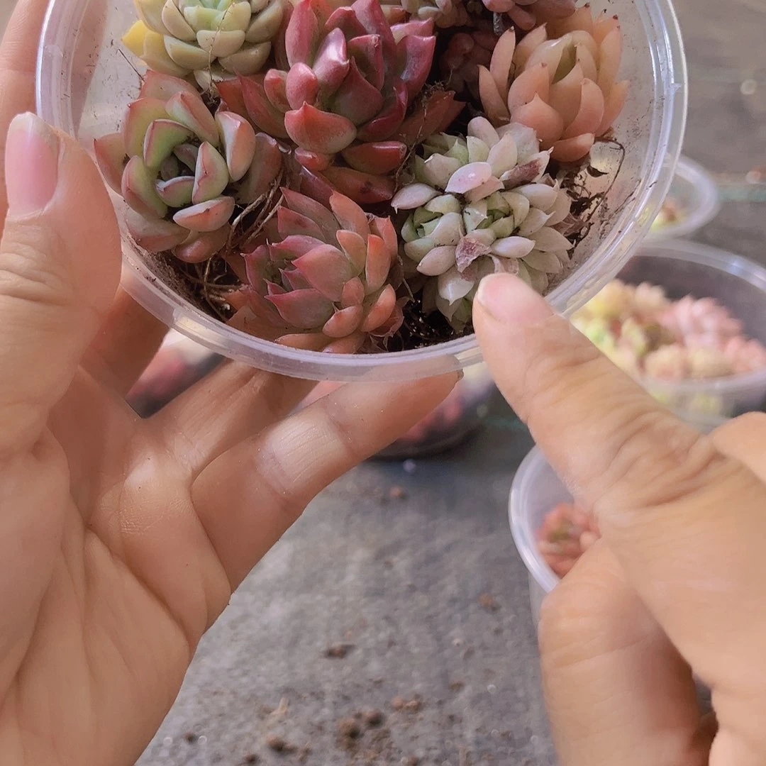 307 拼盘，多肉植物