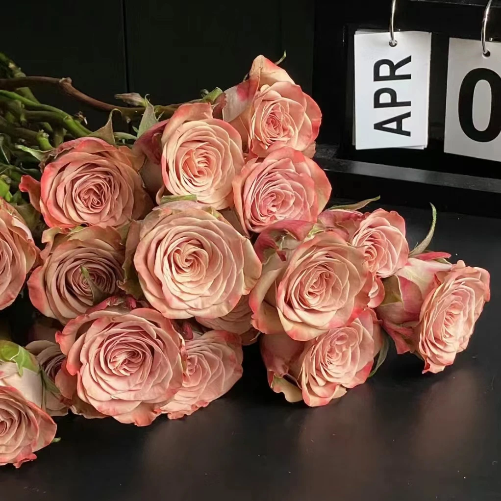 【植迷不误】卡布奇诺玫瑰 居家 花束 插花 云南鲜花 基地包邮直发