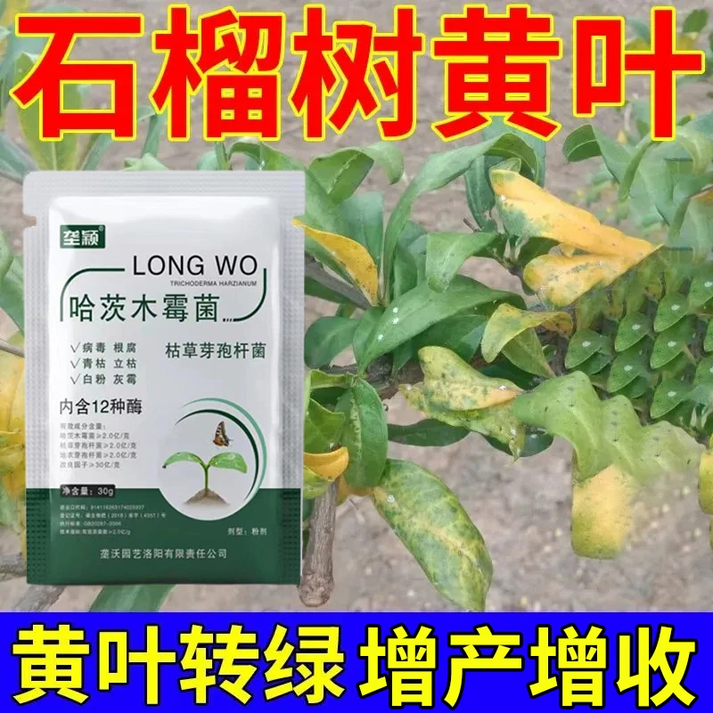 石榴树黄叶专用肥料黄叶卷叶焦叶枯叶专用水溶肥黄叶转绿保花保果