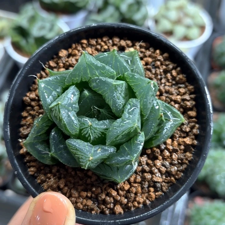 胖娃娃三仙寿多肉植物