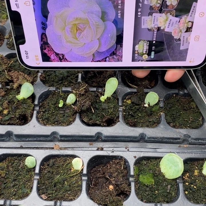 六一童话p88芽苗一个多肉