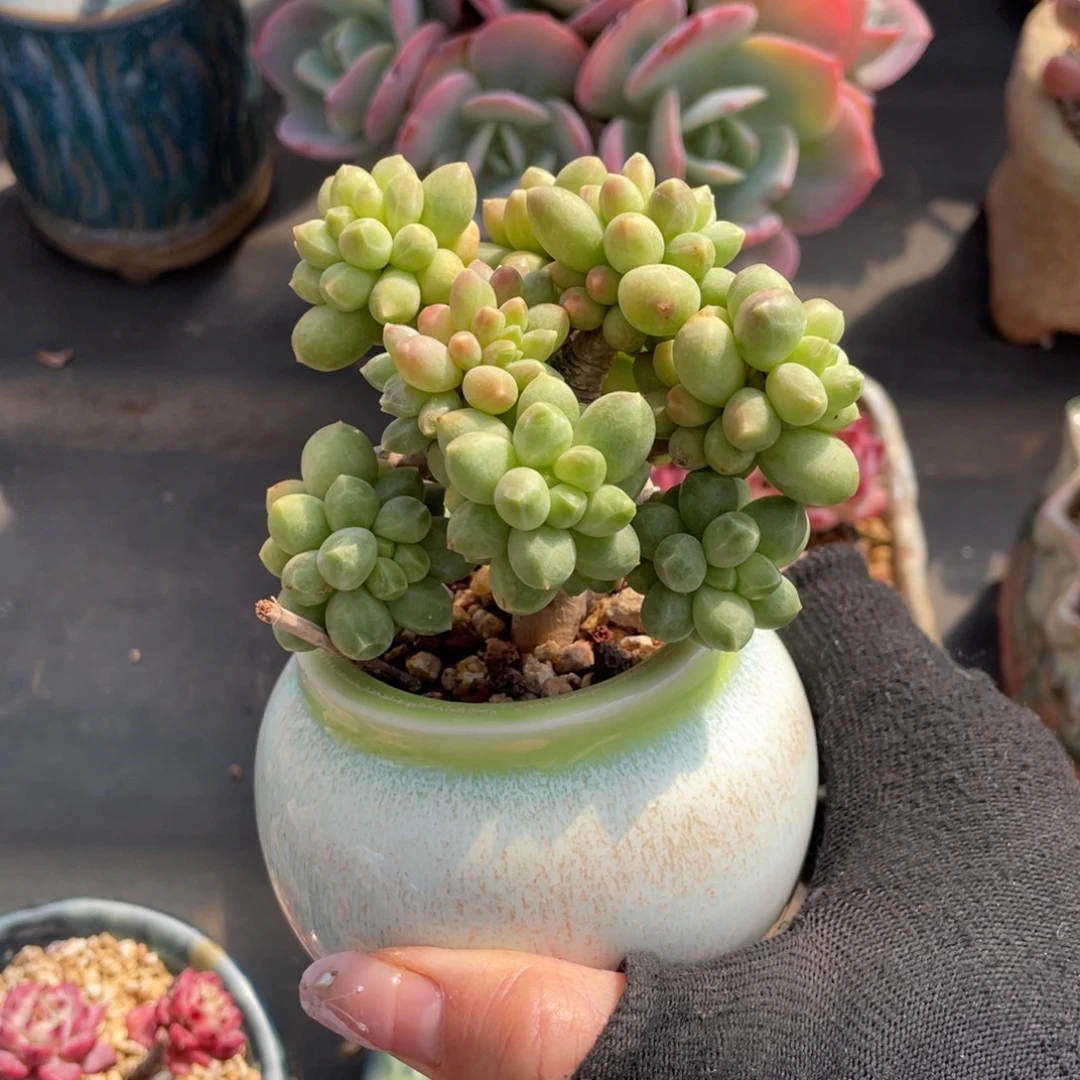 丸叶香蕉树老桩带盆