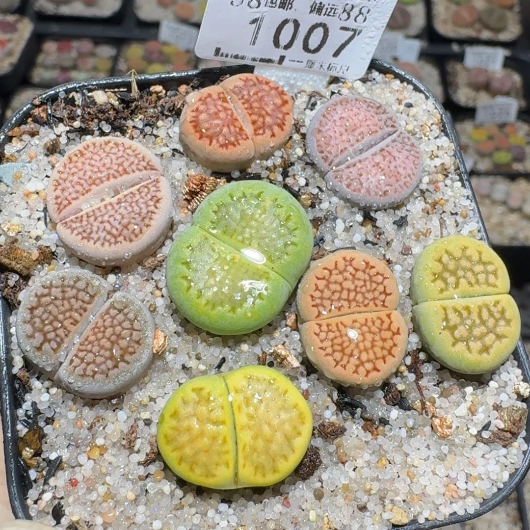 zzz好货也福利1007