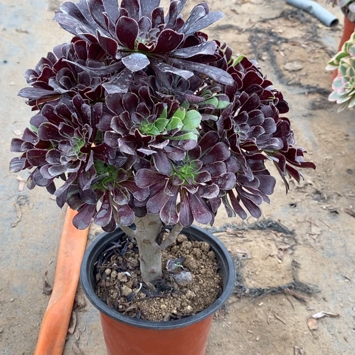 水墨丹青54多肉植物法师法师