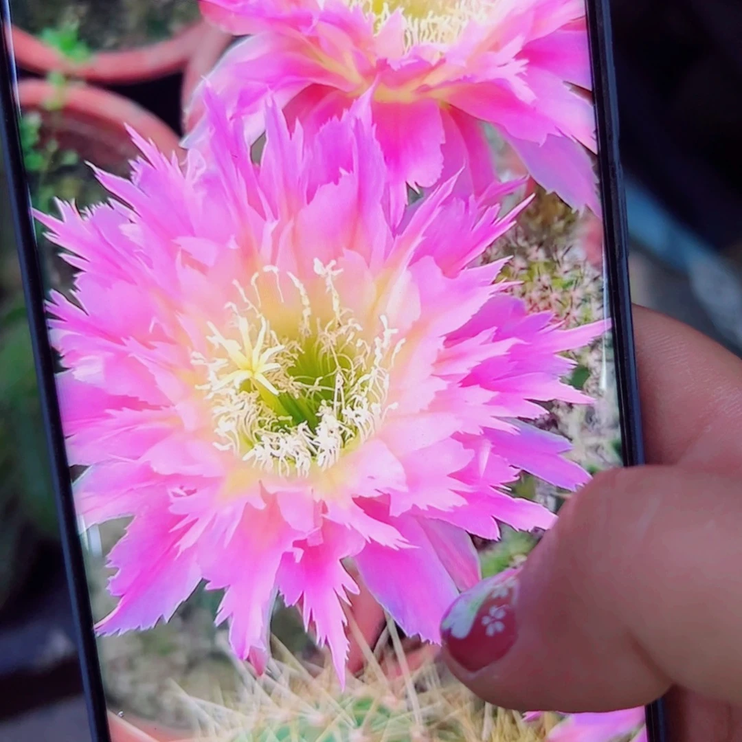 下27毛紫薇星丑歪无根侧芽4公分左右20包邮