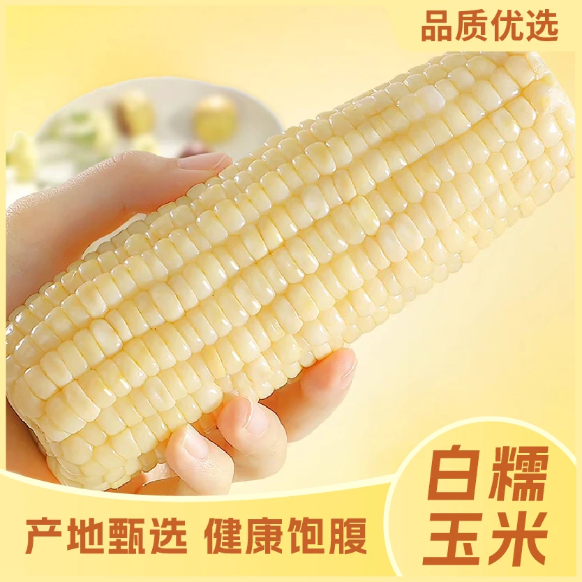 【试吃2根】300-350g大棒东北白糯玉米香甜软糯10支净重6.5-7斤 .