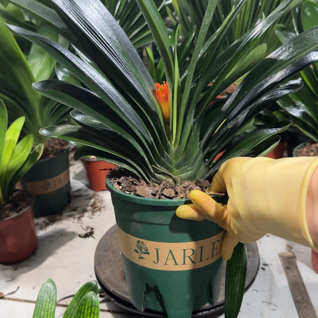 完全开放一物一拍