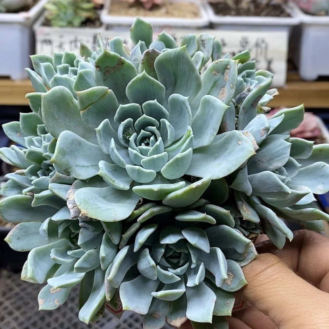 22193 安吉丽娜锦自然群