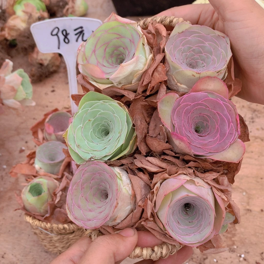 一篮漂亮的粉玫瑰量拍