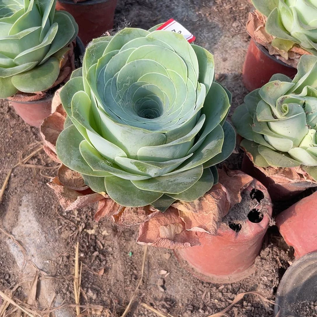 山地玫瑰单头 370