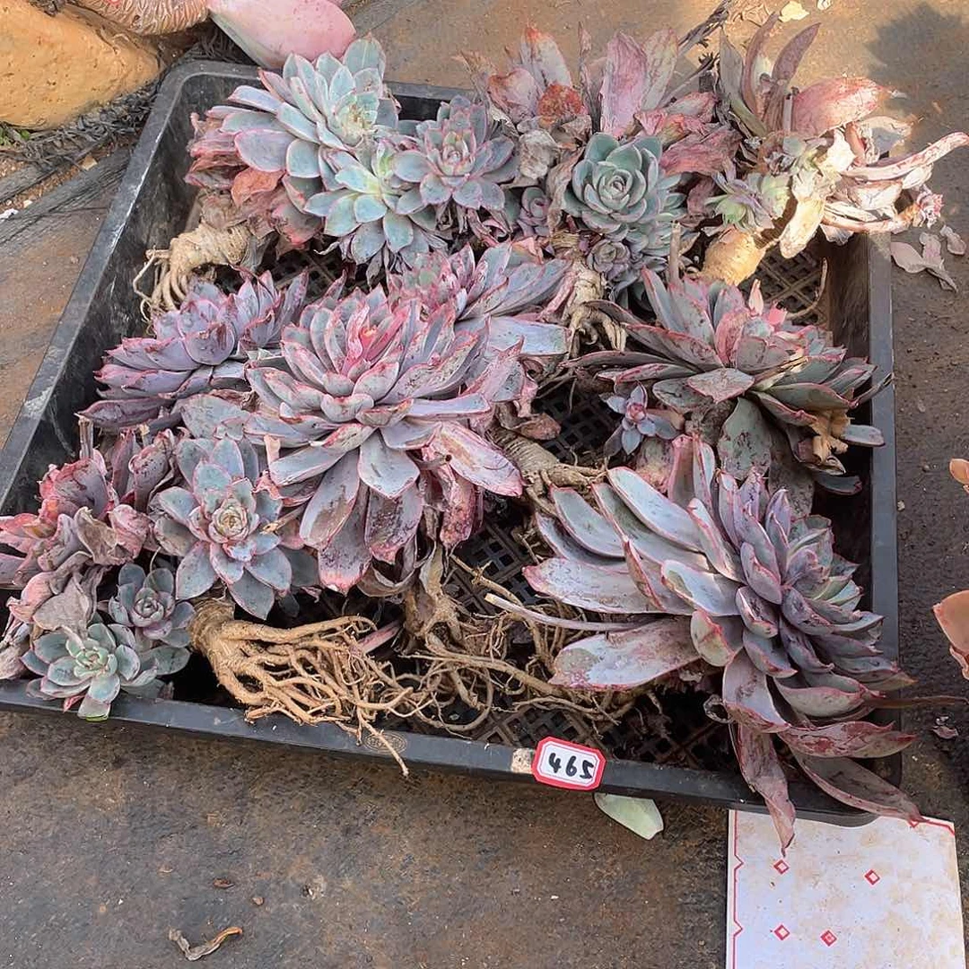 465一筐赫拉 一物一拍多肉