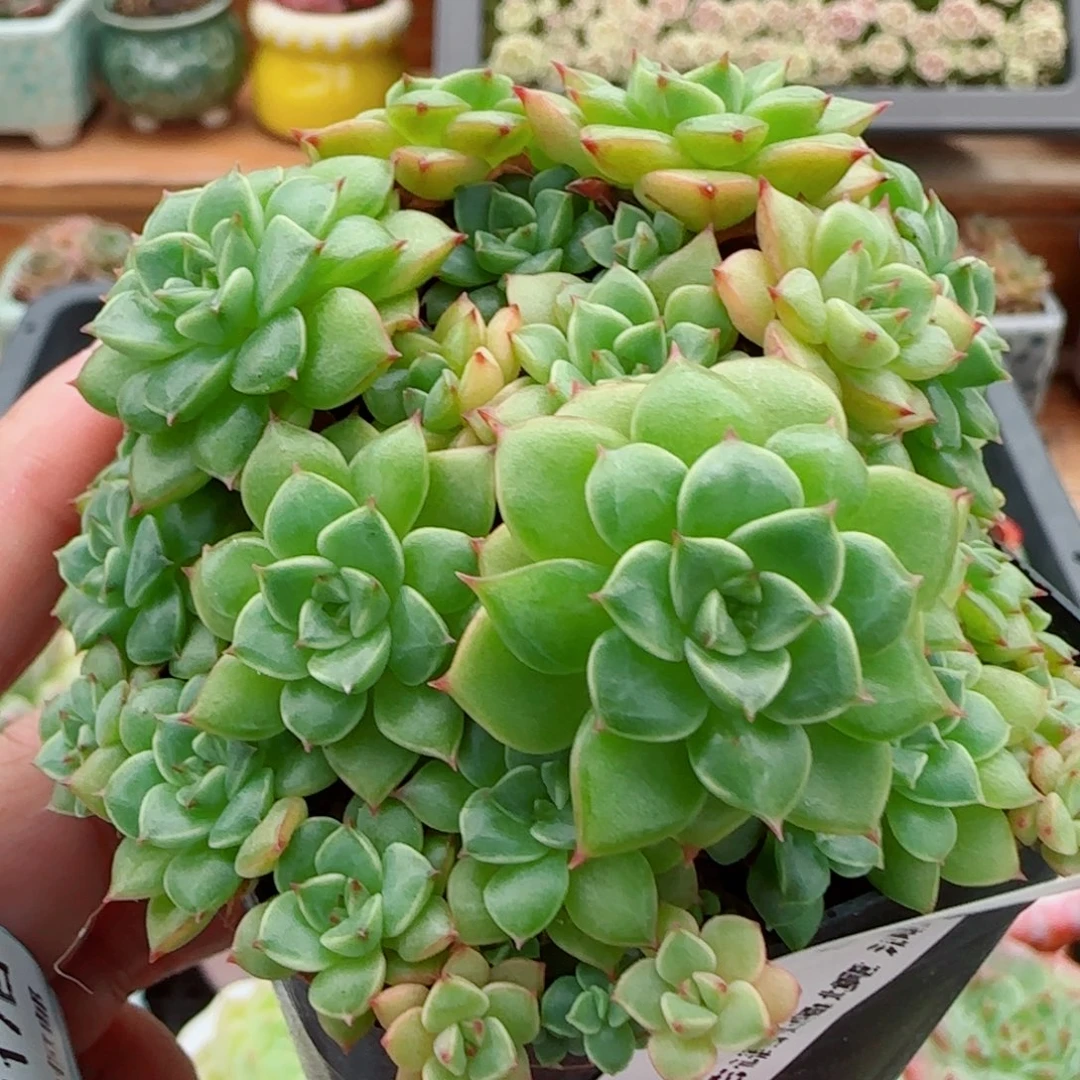 花语逸镜0917-12甜茶散