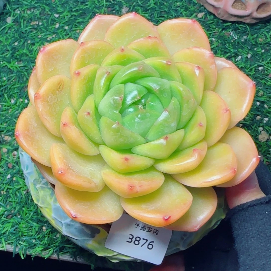 翡翠珍妮，3876多肉植物