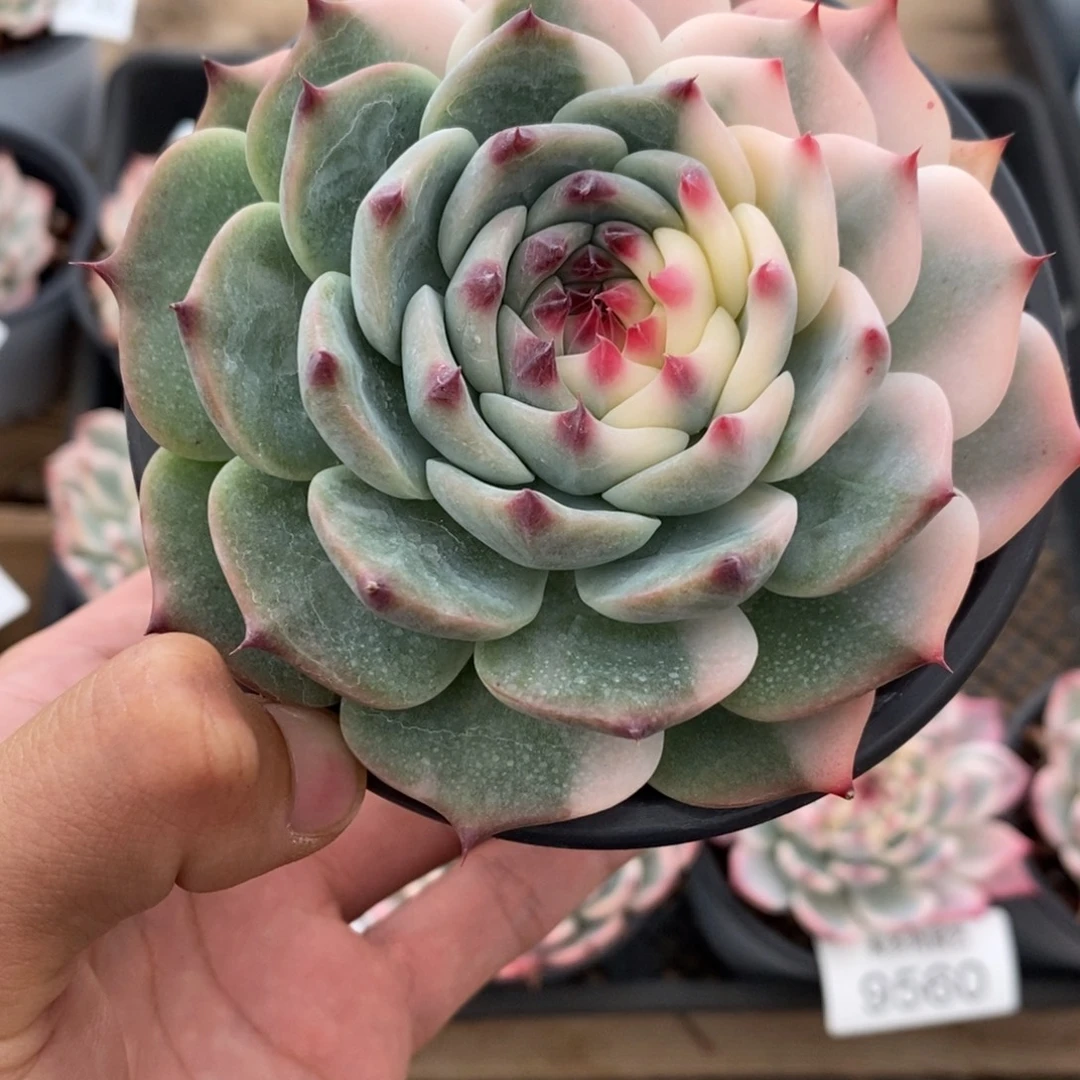 吉娃娃锦多肉植物9566