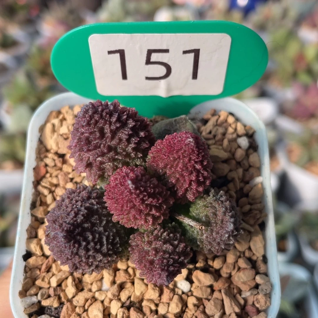 大又朱紫玉。    151