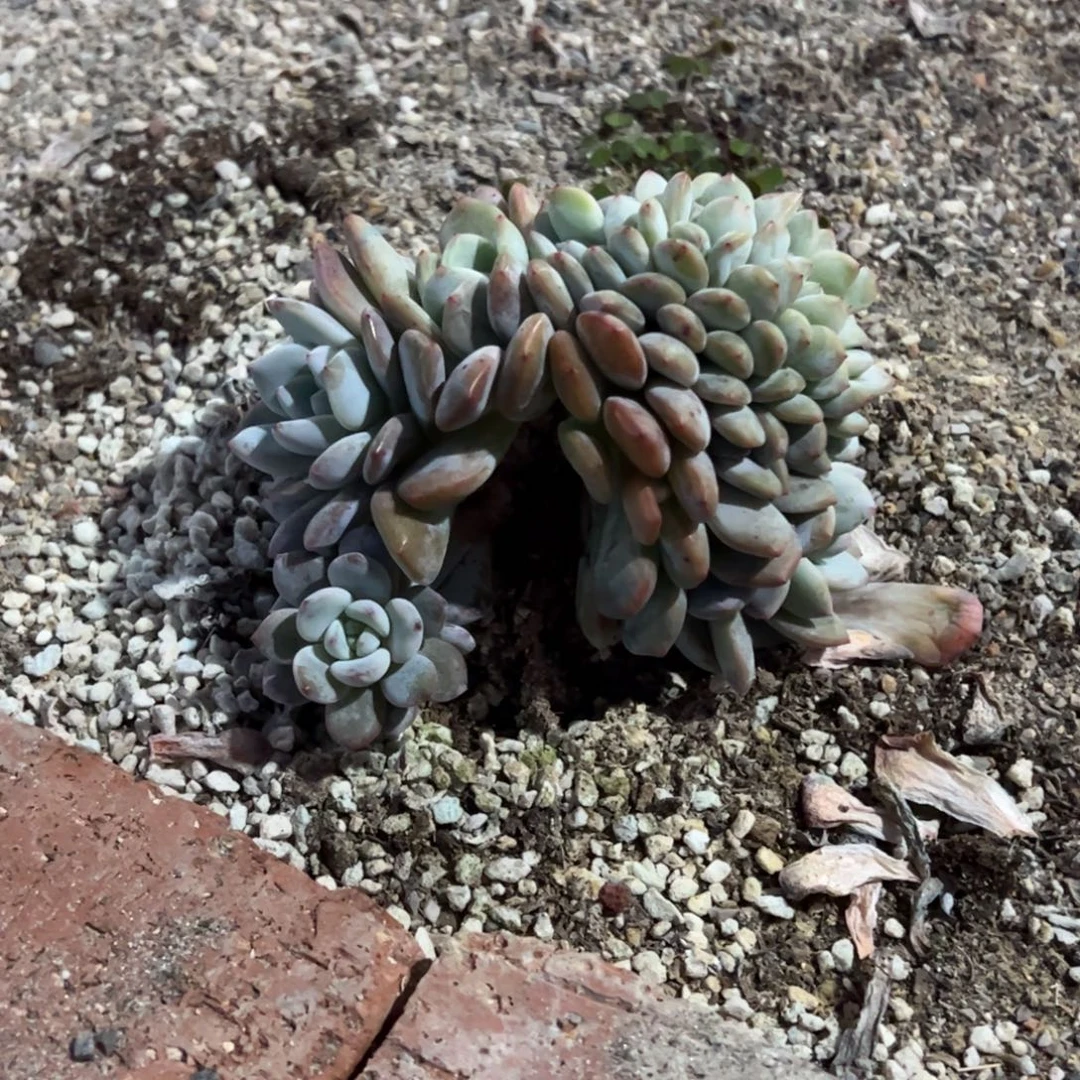 b2多肉多肉多肉多肉多肉