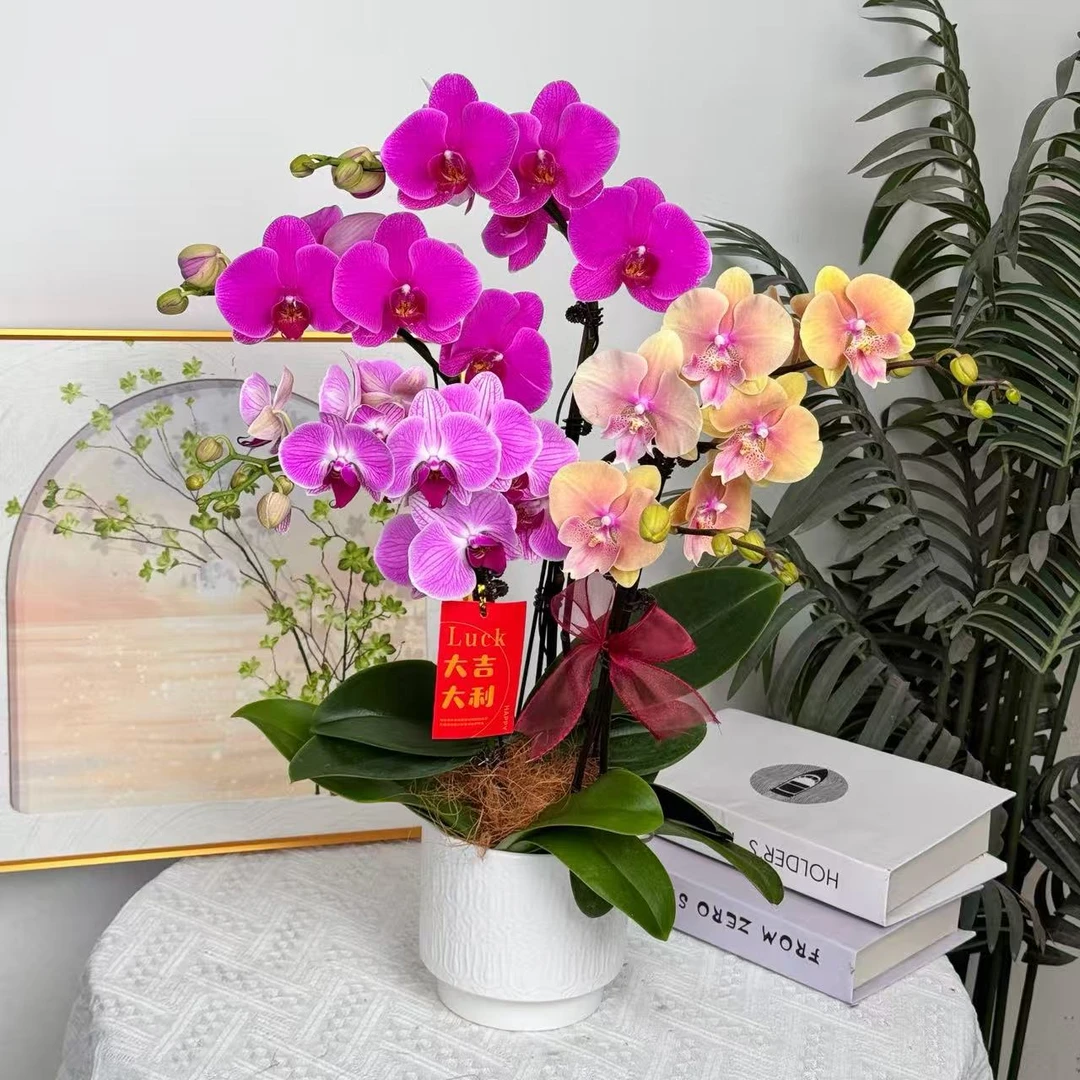 妗画【全家福】蝴蝶兰鲜花精致组盆 开花株 室内绿植