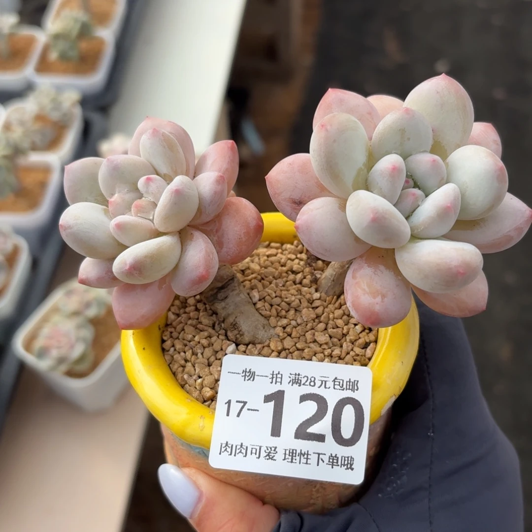 香水无盆土发货无盆