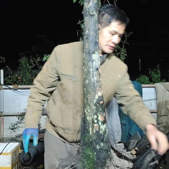 杠***馆当前无花朵，栽培后可花朵山里人家金单子